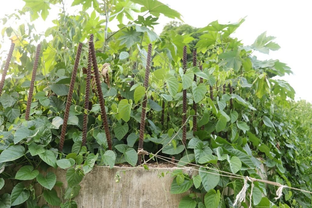 La imagen actual no tiene texto alternativo. El nombre del archivo es: El-puente-que-Dio-Astacio-no-ha-vuelto-a-cruzar-Cancino-Adentro.jpg